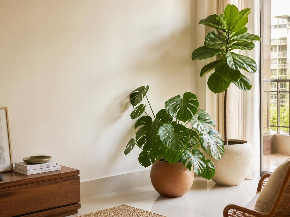Indoor plants in a bright living room